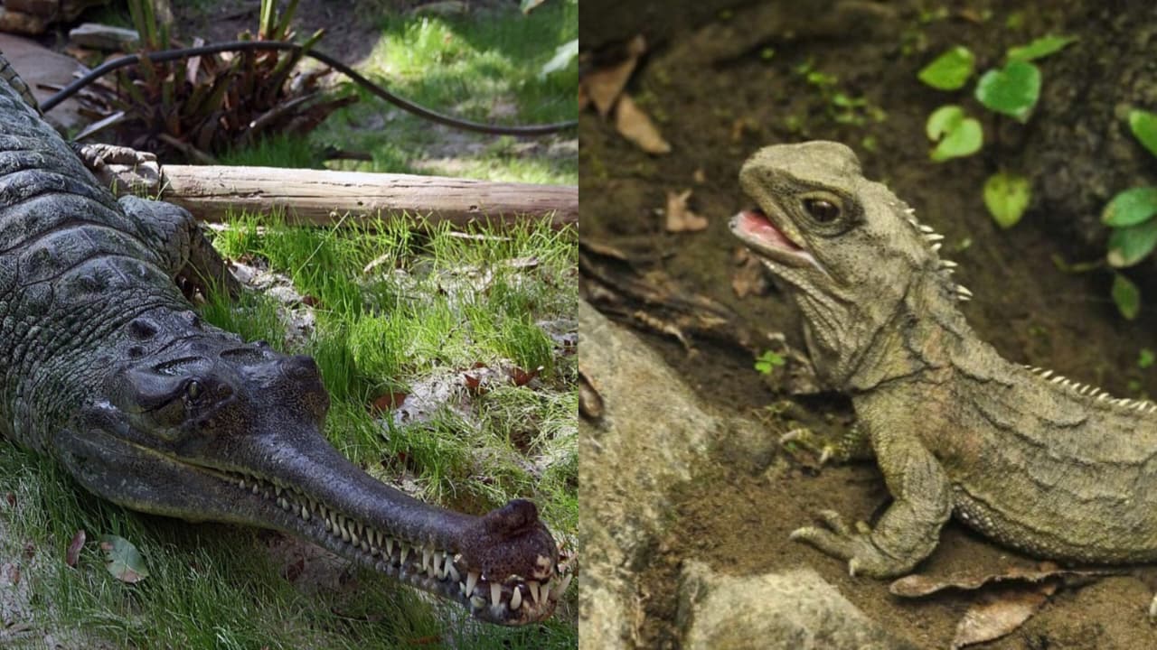 Seekor buaya gharial (Gavialis gangeticus) dan Tuatara Foto: Jonathan Zander, via wikipedia commons CC BY-SA 3.0 dan  Sid Modell (Creative Commons Attribution 2.0 Generic)