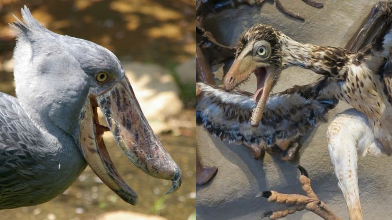 Shoebill dan Archaeopteryx |  Foto: Ueno zoo, Tokyo, Japan/Wikimedia dan Needpix (Public Domain)